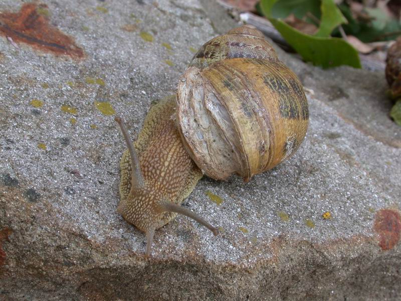 Cornu aspersum (Linnaeus,1758)